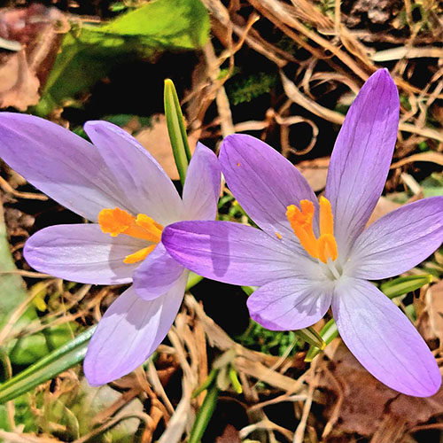 Oitbacka Manor - Crocus flower